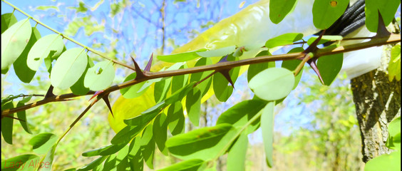 Mesmeriza: Kompilasi lady alice si cewek sange yang super sange (versi mesum)