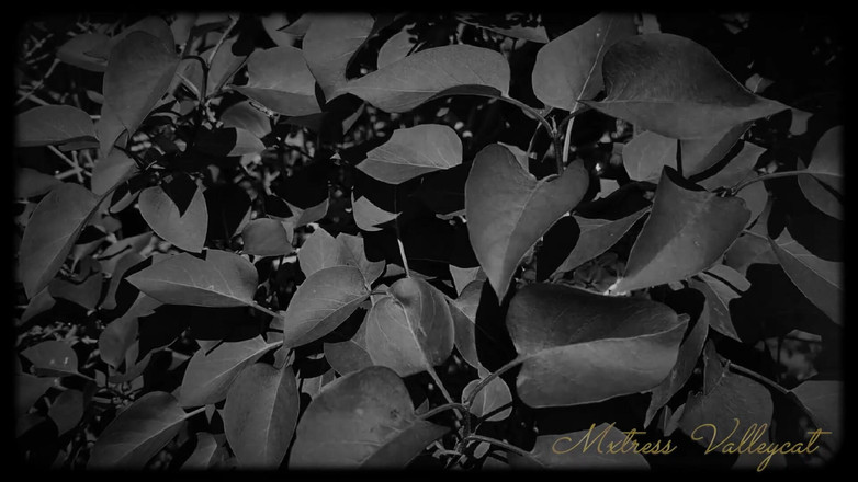 Mxtress Valleycat: Sedm dní být mým otrokem