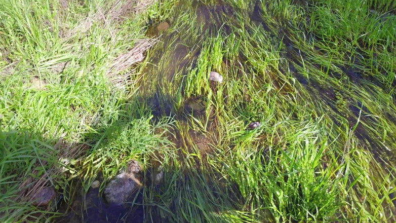 Sav Moolah: Cewek mungil rambut pirang dicrot di muka di luar ruangan