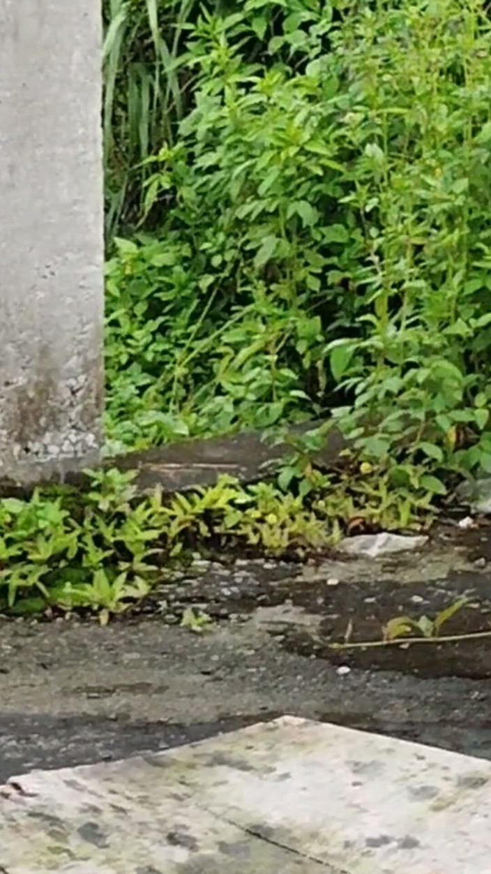 Uttar dinajpur: Indiancă Bhabhi Sonali de la sat futută pe drum