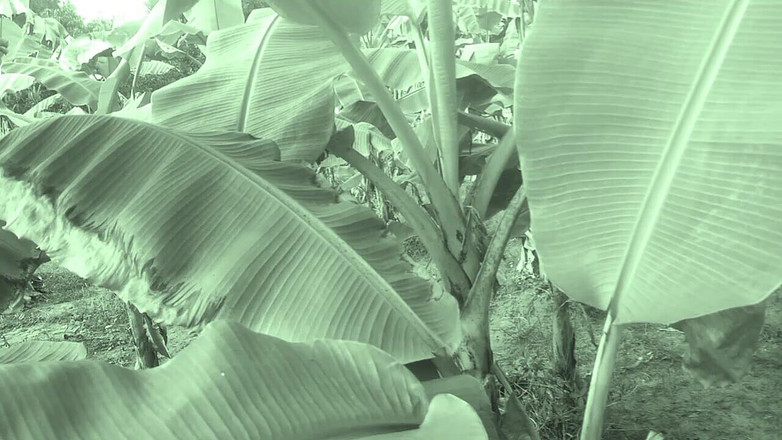 Priyanka314: Sex în satul cuplu indian cu curul mare