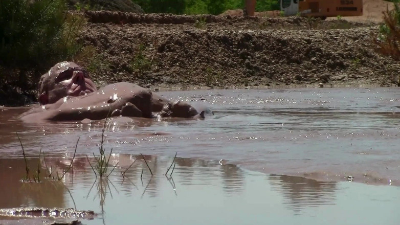 MuddyChubby: Deep, Creamy Brown Mud Bath in a Sand Pit
