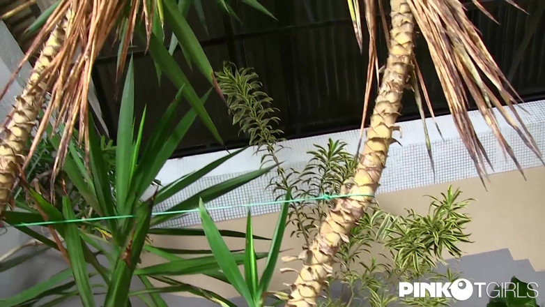 Pinko TGirls: Hanna Rios and Mariana Lis anal sex bareback with third...
