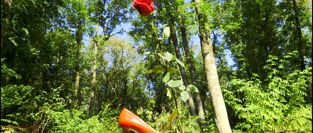 Mesmeriza: Mesmeriza 汇编 12 遗忘岛