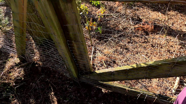 Bouncy Tits Action: Plump Naked Udders Slapped Near the Fence