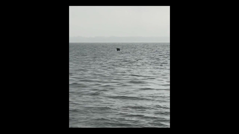 Suzy Wylde: La gigantessa ninfomane da 0 piedi suzy wylde che implora che...