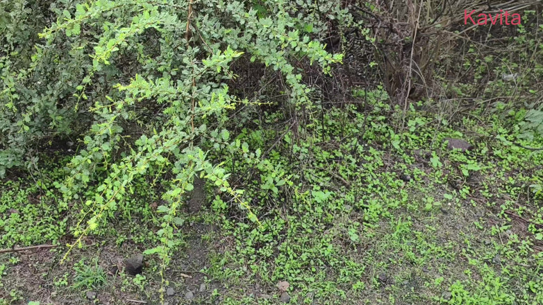 Kavita _zawazawi: Desi Indische Marathi Kavita Bhabhi (Vahini) neuken buiten in de jungle...