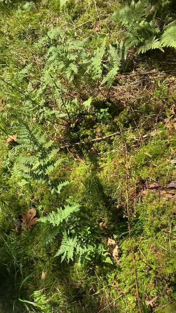 Zaharia: Forest wanki 2