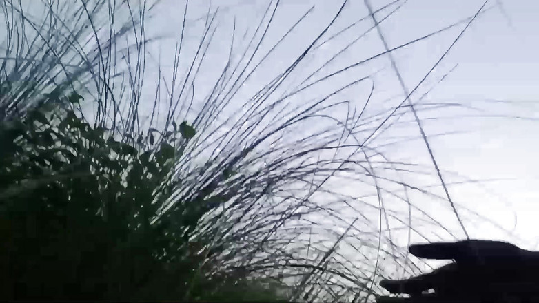 Ansu 143x: Ik ging 's ochtends naar Do Mangal in de jungle // bekijk...