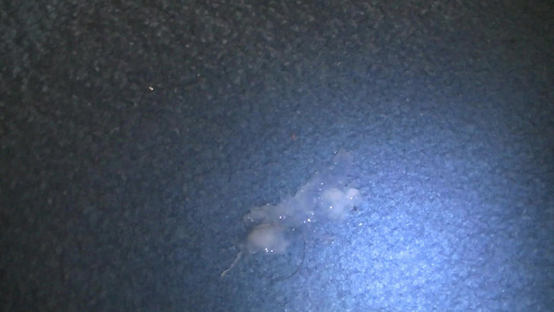 Mark Hannes: Nahý hump masturbace na modrém koberci