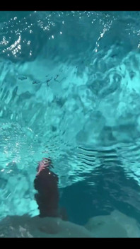 Dangerous Creature in the Water