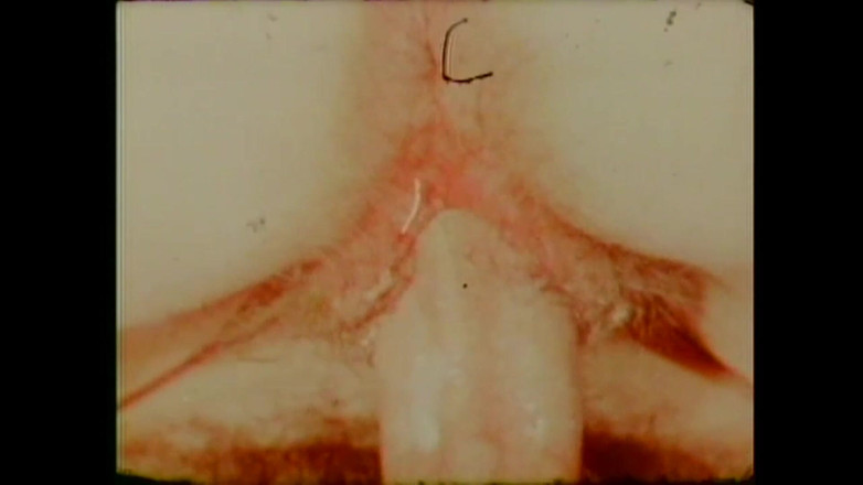 Vintage Usa: Citrusové plody nakupování