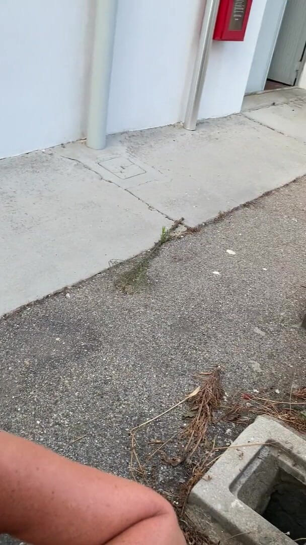 Timidastella: Blowjob in the yard