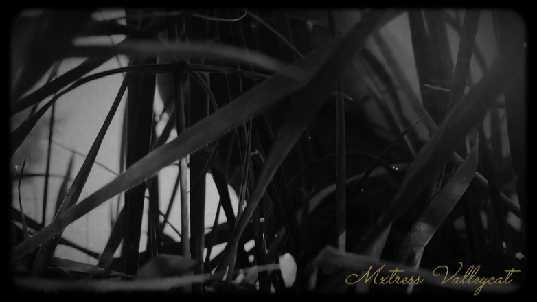 Mxtress Valleycat: Bảy ngày để trở thành nô lệ của tôi