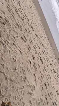 Marley Bee saje ptáka na pláži Ocean v San Francisku