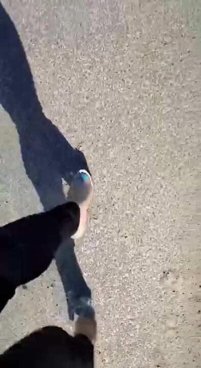 BadCat: Sexy legs walking in high heels