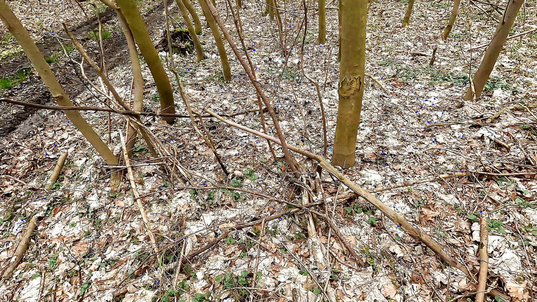 Bouncy Tits Action: Solo tetas en el bosque