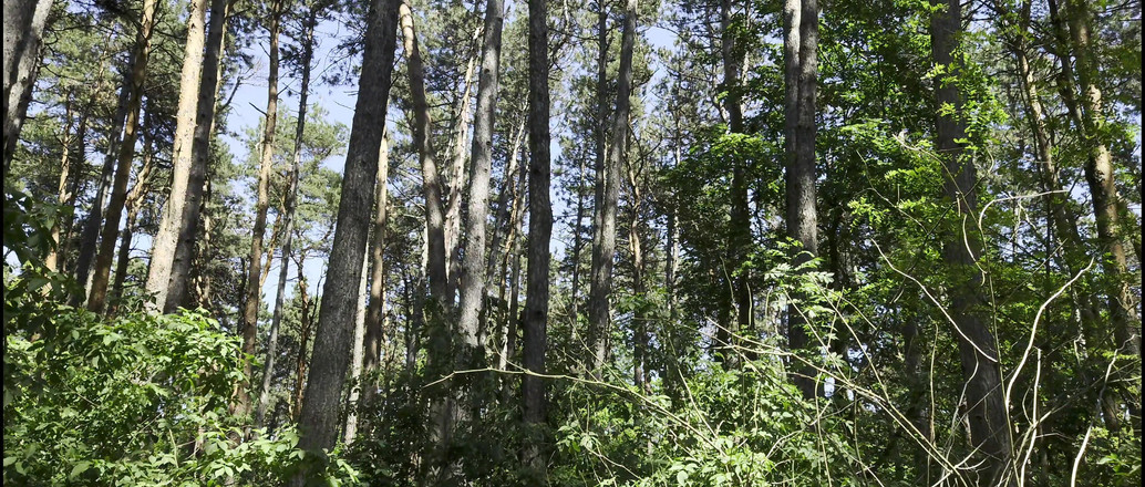 Mesmeriza: Mesmeriza 23 01 Mov kino klip