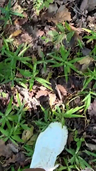 Curvă blondă futută în pădure cu ejaculare înăuntru
