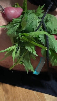 Cum with Nettles Inside Dick