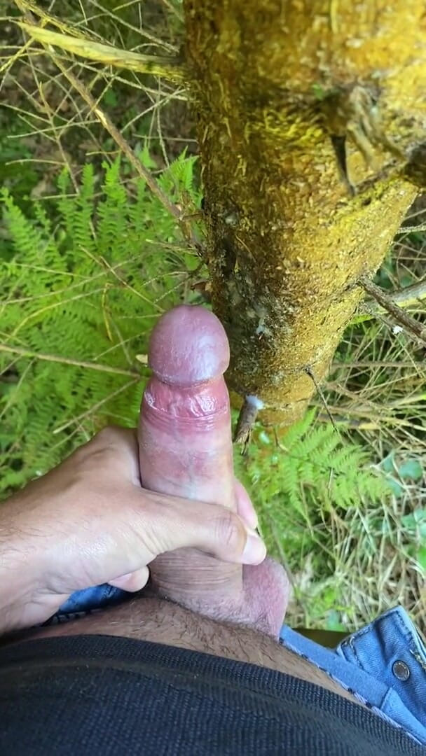 Zaharia: Wanki nella foresta 2