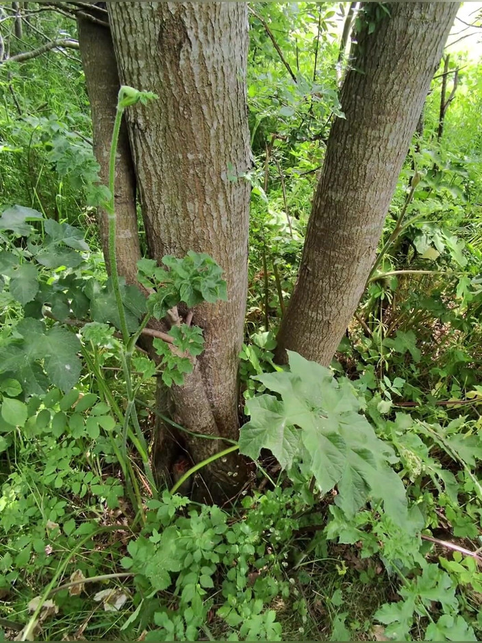 Hot dick in your ass: 既婚異性愛者男性が生ハメで他の男とセックスし、タイトな中出しお尻に射精