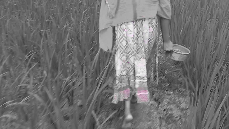SexTv26: Deshi Outdoor Bangli Video Rice Field Working &amp; Loving Together
