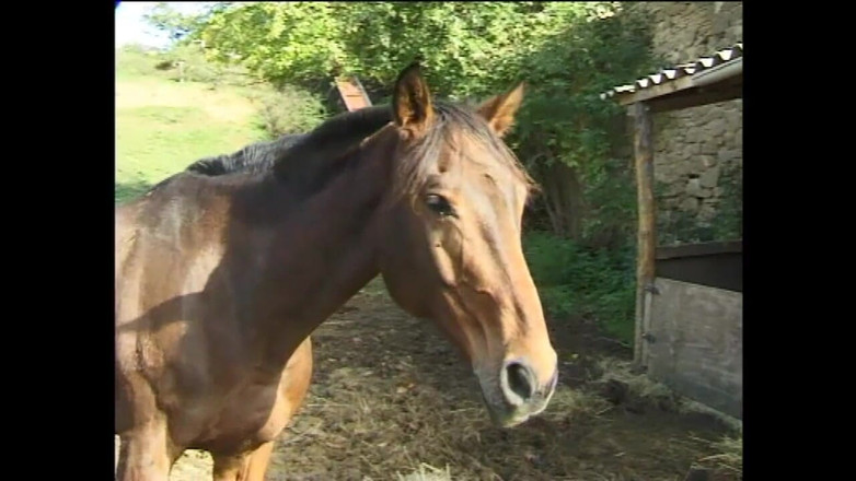 Little World: Due troie arrapate vengono scopate nel culo alle stalle e...