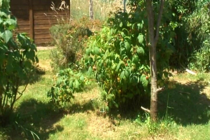 Planete Francaise: Zakrzywiona francuska laska przyjemna kutas na zewnątrz