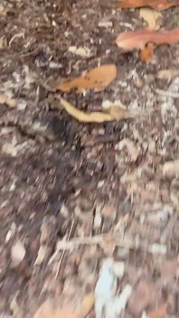 Outdoor Trail Peeing
