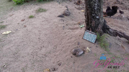 ATK Girlfriends: Virtual vacation in Kauai with Lily Adams part 4