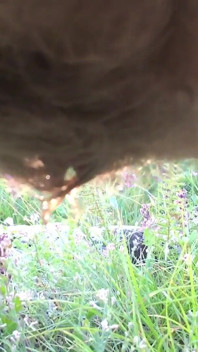 Hairy Pee Outdoor