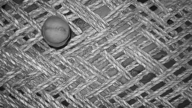 Desi Porn India 2: Moje nové nahé masturbační sexuální video.