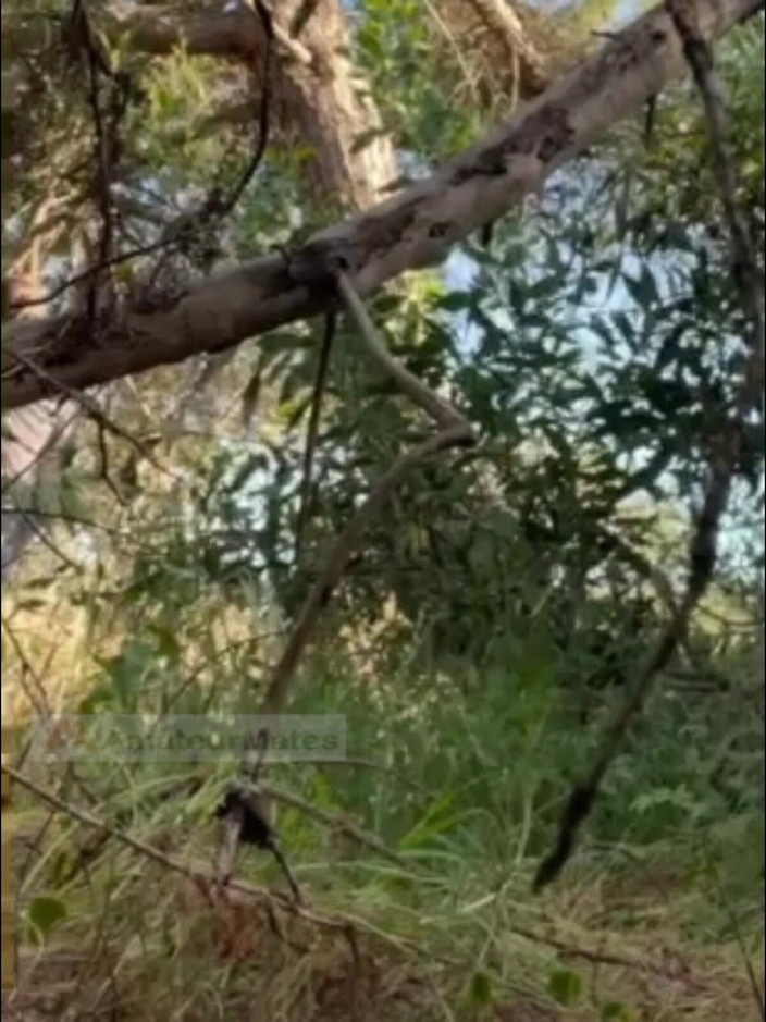 AmateurMates: Sexy amatérský chlapec kouří a líže v lese