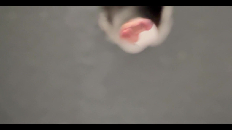 Ksanchez1203: クルージングベア