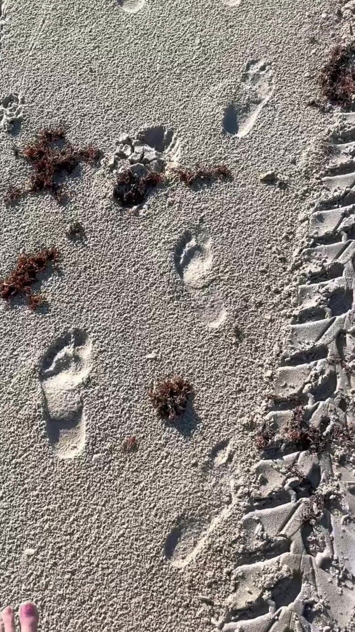 Peppermint Giantess: Porovnání Velikosti 16 stop s pískem na pláži