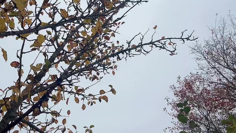 sweethanajapanese: Si cewek super hot ini lagi kencing sampai dia mengencinginya