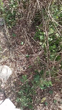 Outdoor Fucking Anal and Pussy Gay Boy