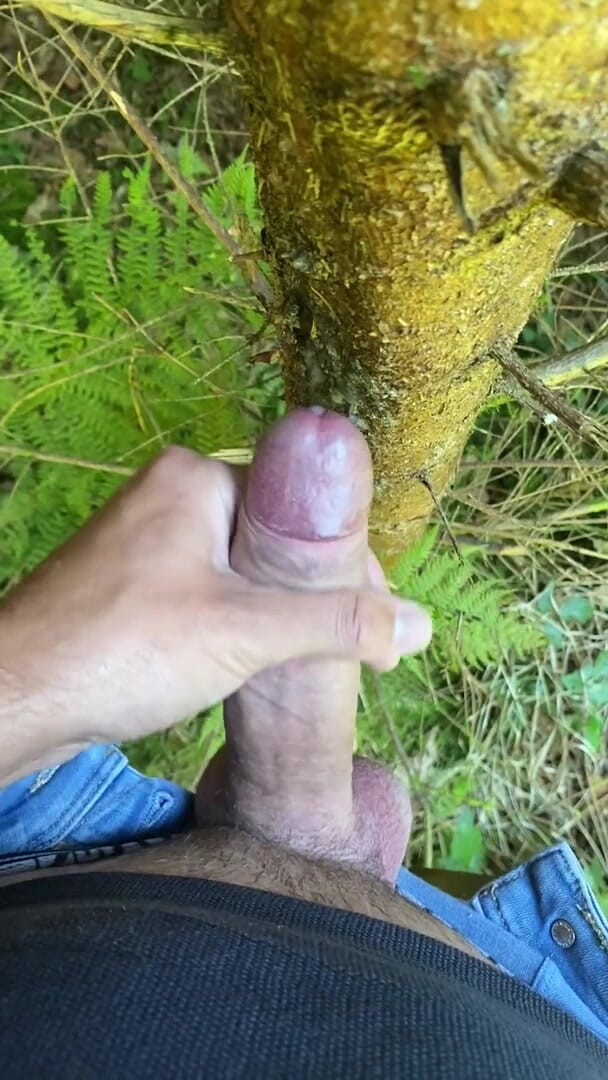 Zaharia: Wanki hutan 2