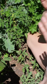 Je Fais Pipi Dans Mon Jardin Pour Arroser Les Plantes
