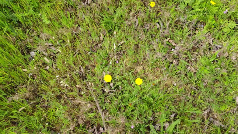 Bayer911: Torta dalla quercia