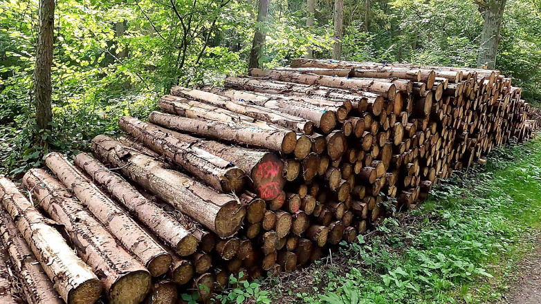 Bouncy Tits Action: Ormanda göğüslerine, götüne ve vajinasına şaplak atıyor