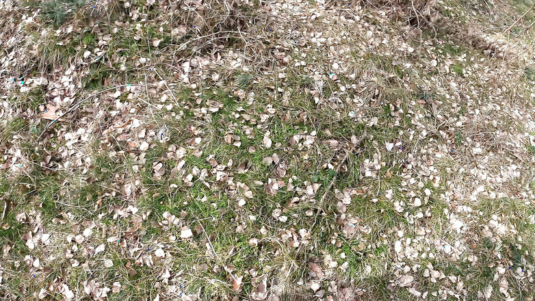 Bouncy Tits Action: Schiaffi e mungitura tette pendenti nei boschi