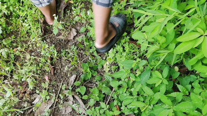 ChickenPuti: Neighbor Brought Girlfriend to the Jungle and Fuck Her
