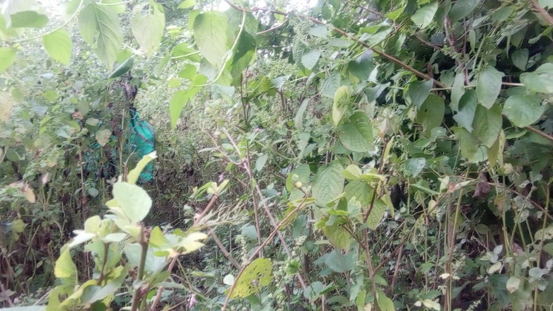 Premi pooja: Indian Desi Bhabhi and Young Boy Forest Jungle Sex Videos...