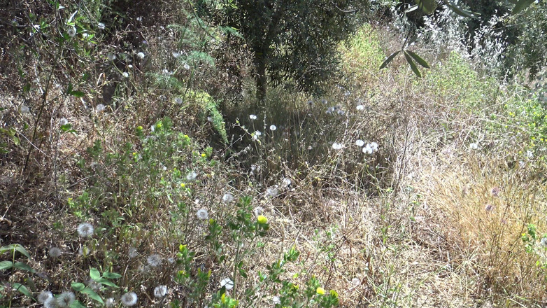 Stepmom Susan: Dojrzała nudystka rogacz żona pozwala przypadkowym nieznajomym spuszczać się na nią