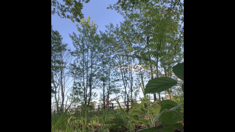 FFpupExhibitionist: Štěně na procházku