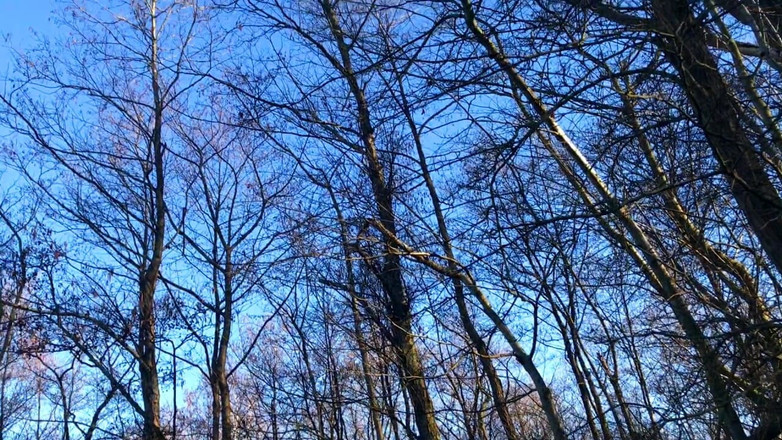 SweetSusi: Ormanda kalın ceket, başka hiçbir şey yok