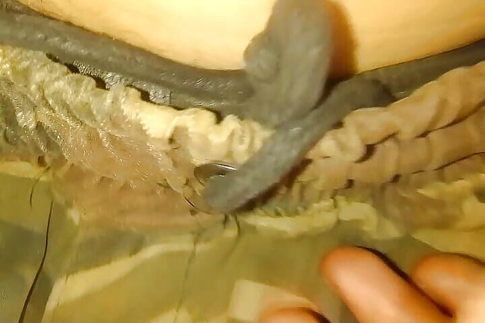 Gangbang straight: Oral Health XXX