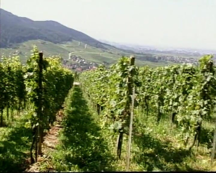 90s Vintage Taboo: Šukej moji kundičku tvrdě # 1